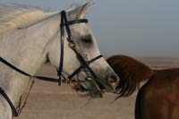 0902UAE_096