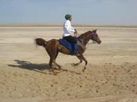 0902UAE_131B