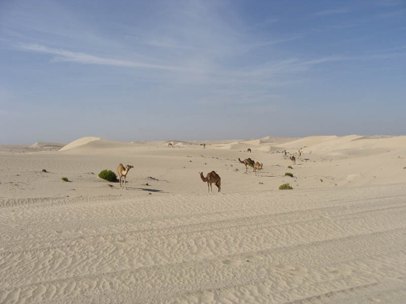 Golden valley 055