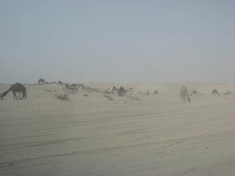 0902PCup_491A