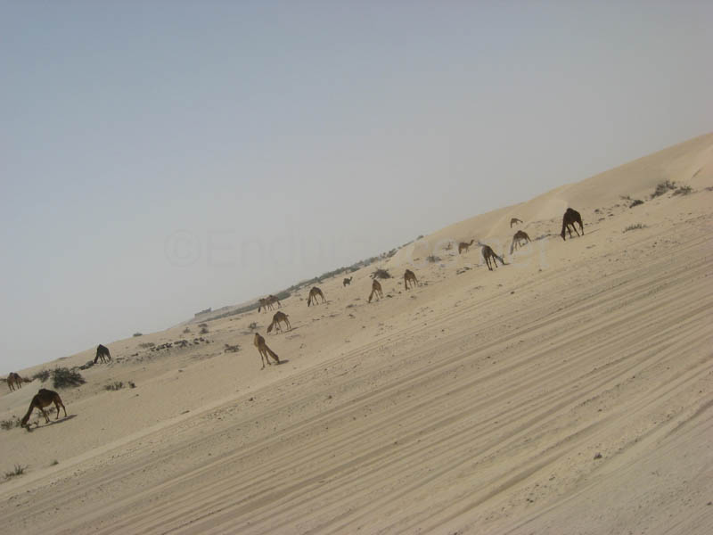 0902PCup_491B