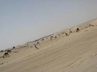 0902PCup_491B