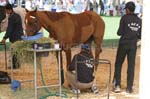 0902PCup_526