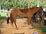0902PCup_529F