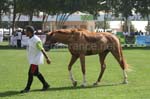 0902PCup_530