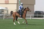 0902PCup_539