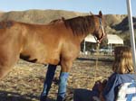 international/USA/2004ArabianNights/gallery/BillBashum/thumbnails/P6040477.jpg