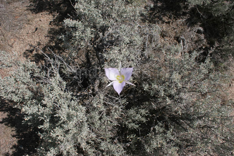 0906ABH_060W
