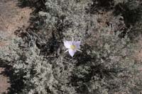 0906ABH_060W