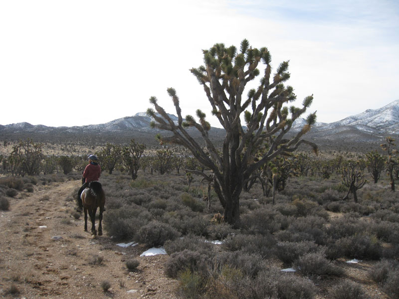 EasternMojave_EMS_212