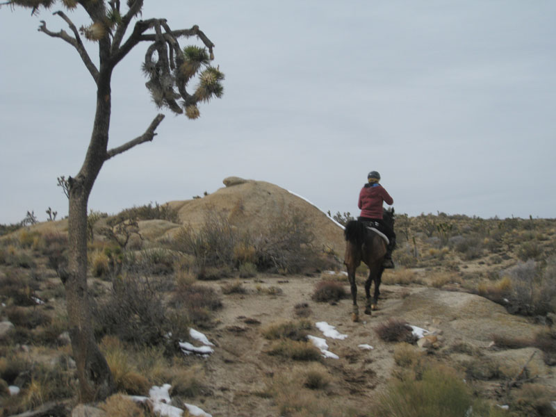 EasternMojave_EMS_226