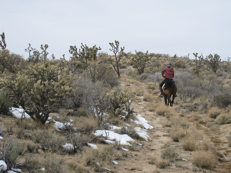 EasternMojave_EMS_229