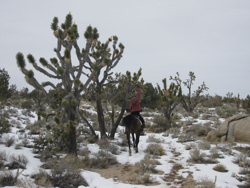 EasternMojave_EMS_232