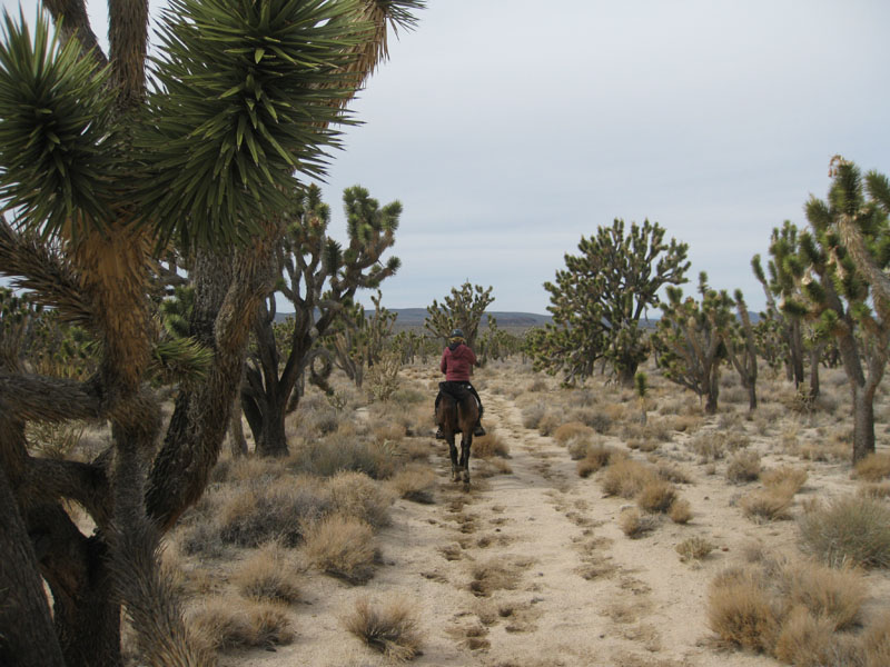 EasternMojave_EMS_239