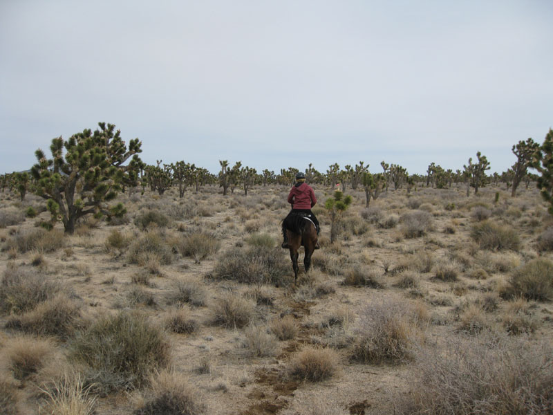 EasternMojave_EMS_240
