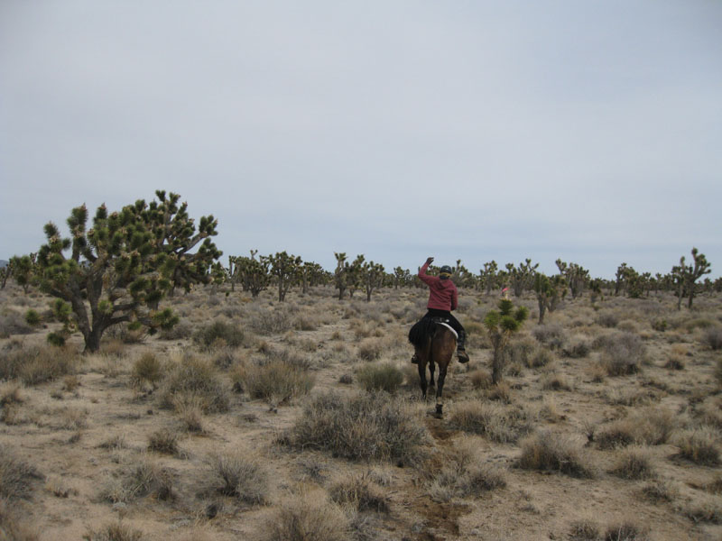 EasternMojave_EMS_241
