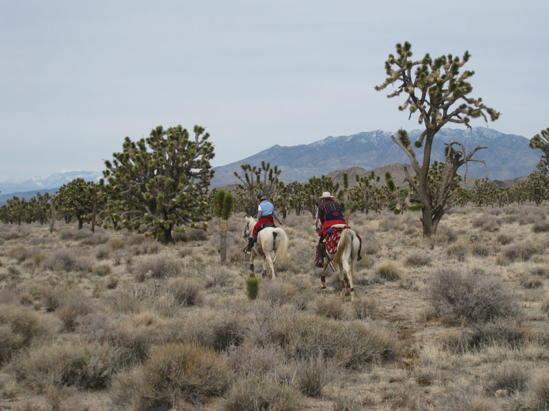 EasternMojave_EMS_242