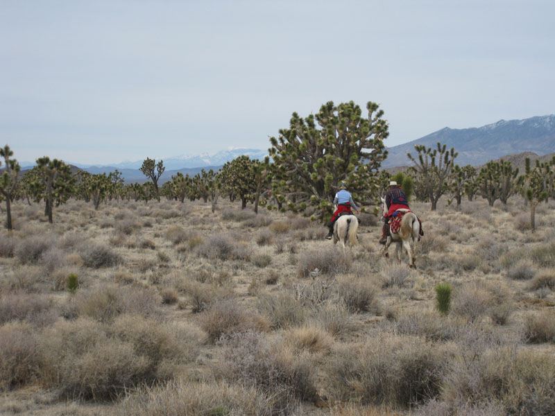 EasternMojave_EMS_243