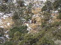 EasternMojave_EMS_208