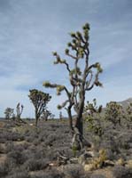 EasternMojave_EMS_211