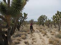 EasternMojave_EMS_239