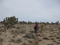 EasternMojave_EMS_241