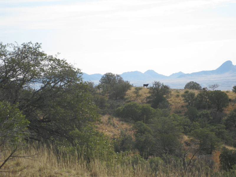2009OldPueblo_083