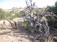 2009OldPueblo_076