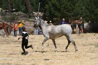 1007Tev_266
