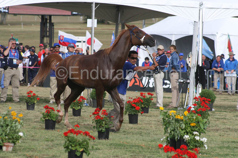 1009WEC_1286