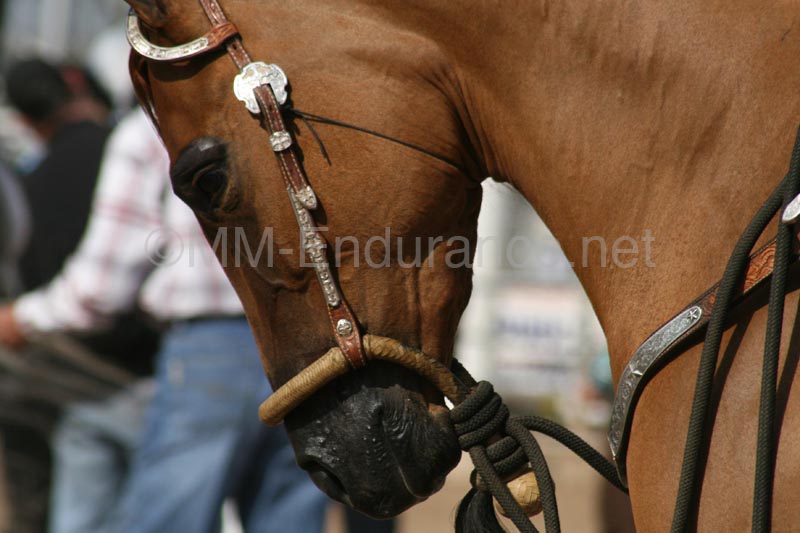 1102SAS_0386