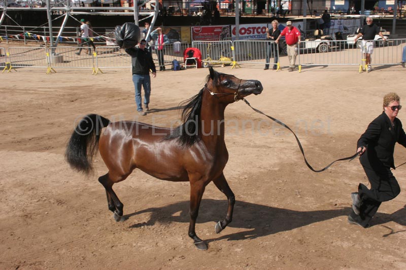 1102SAS_0398B