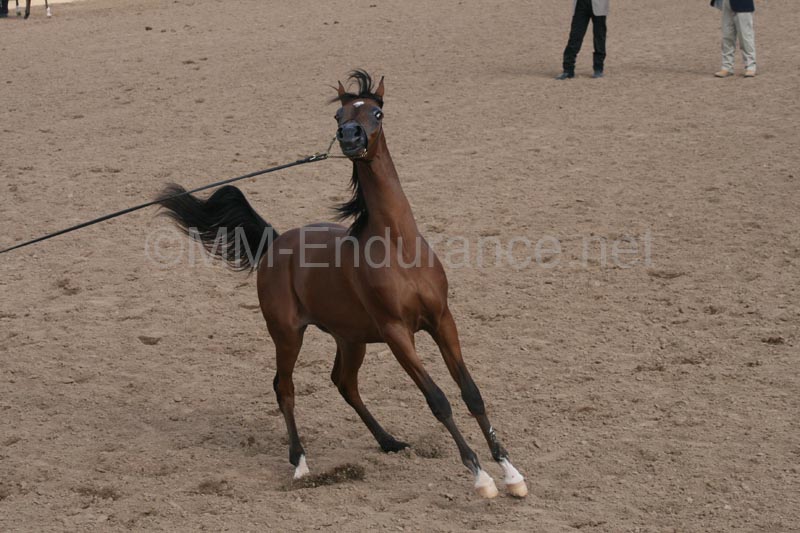 1102SAS_0428
