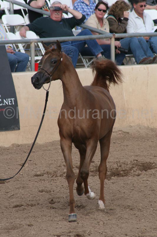 1102SAS_0441