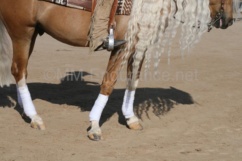 1102SAS_0448