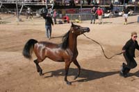 1102SAS_0398B