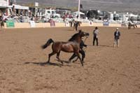 1102SAS_0398C