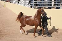 1102SAS_0398D
