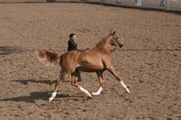 1102SAS_0409