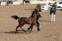 1102SAS_0414
