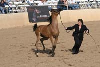 1102SAS_0419