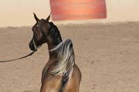 1102SAS_0422