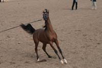 1102SAS_0428