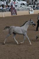 1102SAS_0435