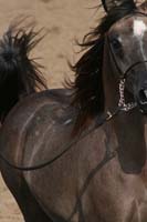 1102SAS_0437