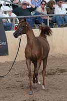 1102SAS_0441