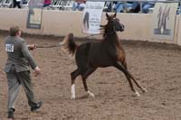1102SAS_0442