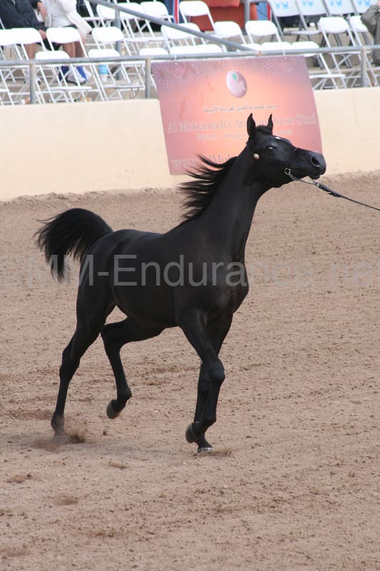1102SAS_0502