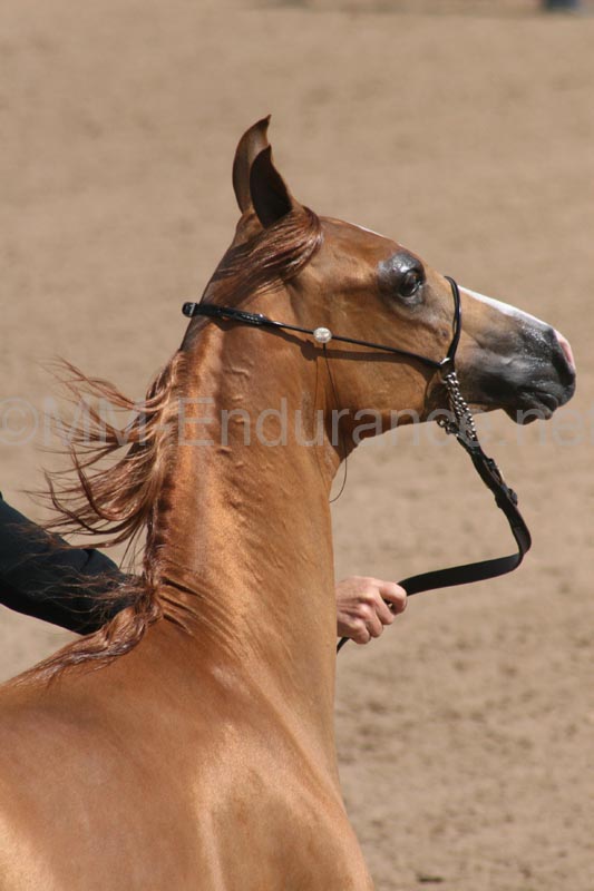 1102SAS_0508