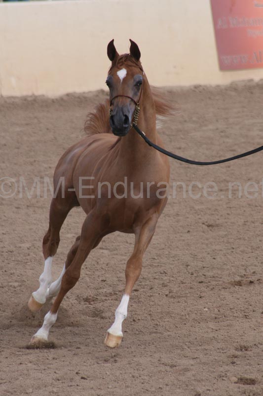 1102SAS_0519